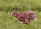 Linda Jackson_Spring Hare.jpg